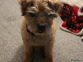 Border Terrier dogs Border Terrier - Advert 7