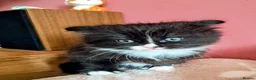 Mixed Breed cats for sale: Beautiful long haired girl - Advert 4