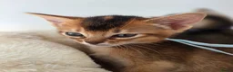 Abyssinian cats for sale: 🔥 TICA Registered Abyssinian Kittens - Advert 15