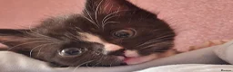 British Shorthair cats for sale: Beautiful baby kittens.  in Larbert - Advert 5