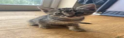 Mixed Breed cats for sale: 8 beautiful kittens available now - Advert 5