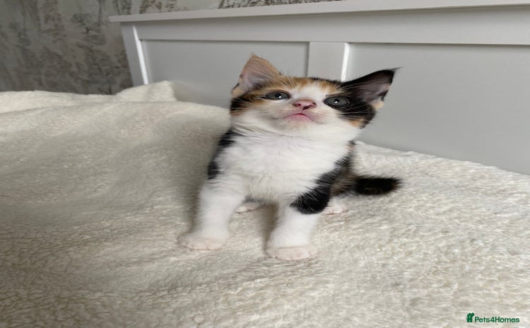 Domestic Shorthair cats for sale - Advert 2