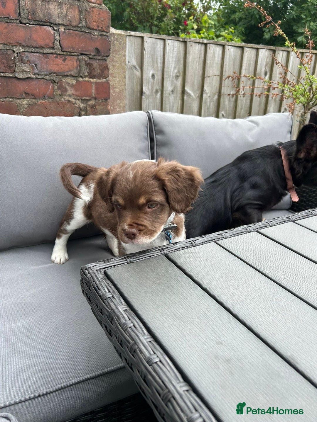 Mixed Breed dogs for sale: Adorable chester 6 months old  - Image 3