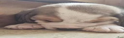 Beagle dogs for sale: Champion sired beagles KC reg & DNA health tested - Advert 6