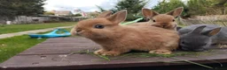 Netherland Dwarf rabbits for sale: Netherland dwarf 8wk, £50 each (CLEARANCE)  - Advert 8