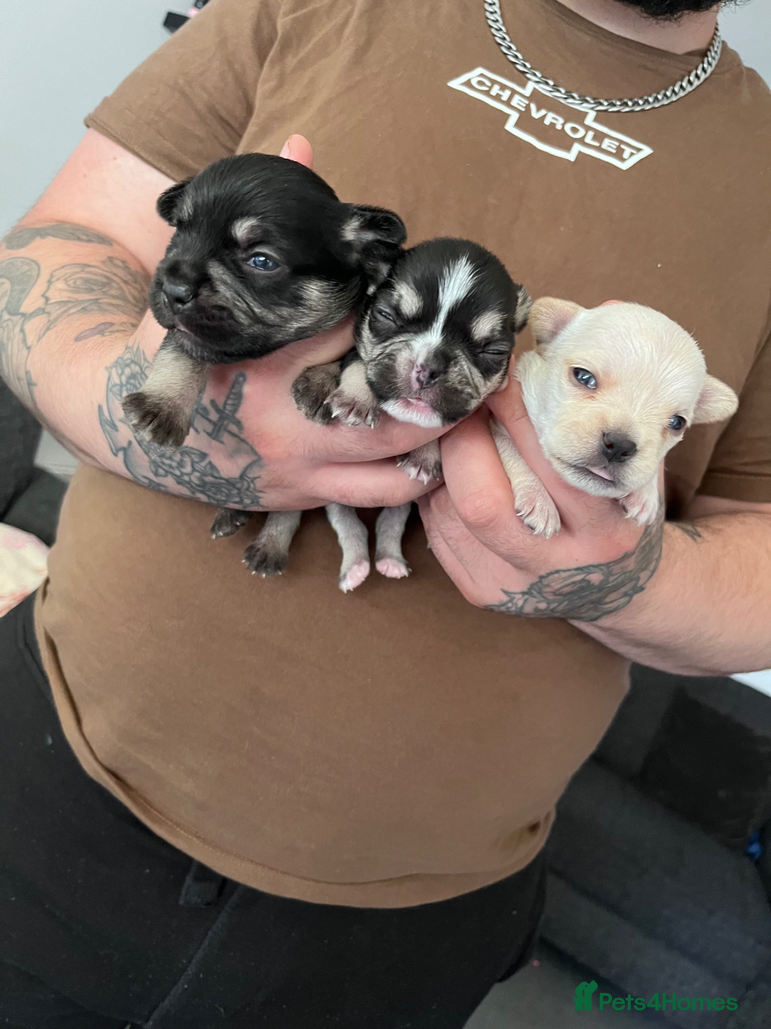 French Bulldog dogs Quality Frenchbulldog puppies⭐️ - Advert 2