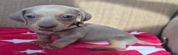 Miniature Dachshund dogs for sale: *£650* Miniature Dachshund Ready to go last male - Advert 17
