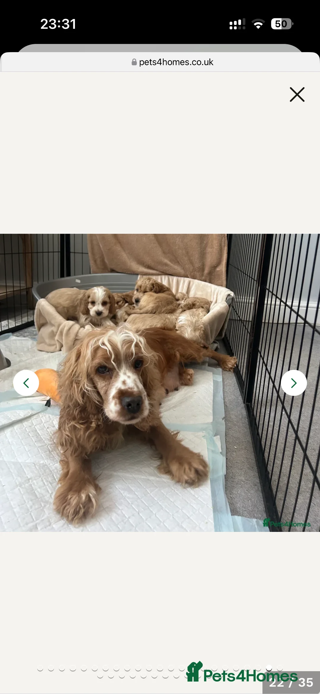 Cockapoo dogs for sale: 4-Month-Old Cockapoo Puppy Looking forForever Home - Advert 6