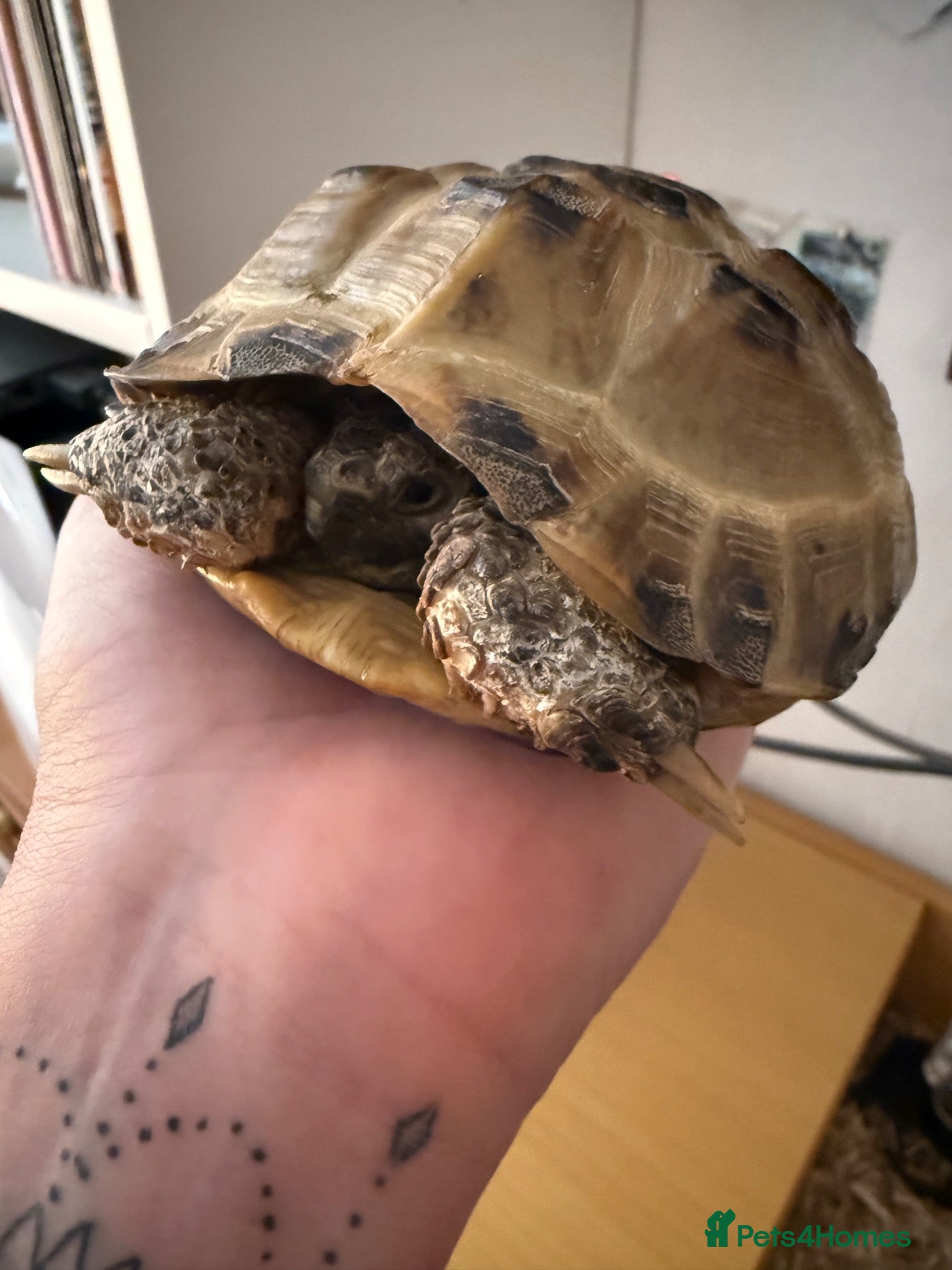 Tortoise reptiles 2 x Horsefield tortoises for sale £100 each - Advert 2