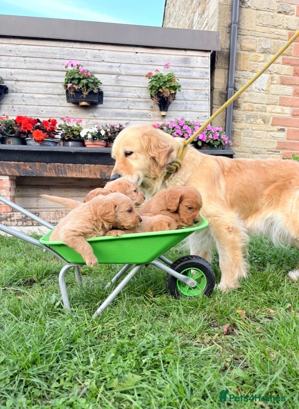 Mini Goldendoodle dogs 🐶 MINI GOLDENDOODLES 🐶 - Advert 2