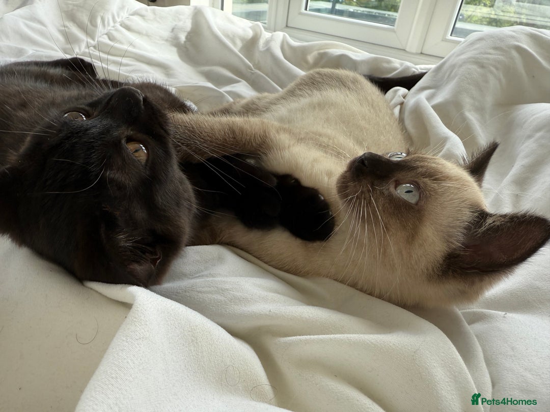 British Shorthair cats for sale: Full BSH kittens 13 weeks GCCF Parents. One gone!  - Image 18
