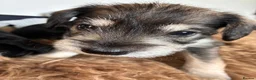 Miniature Schnauzer dogs for sale: KC Pedigree Miniature Schnauzer Pups *READY TO GO* - Advert 19