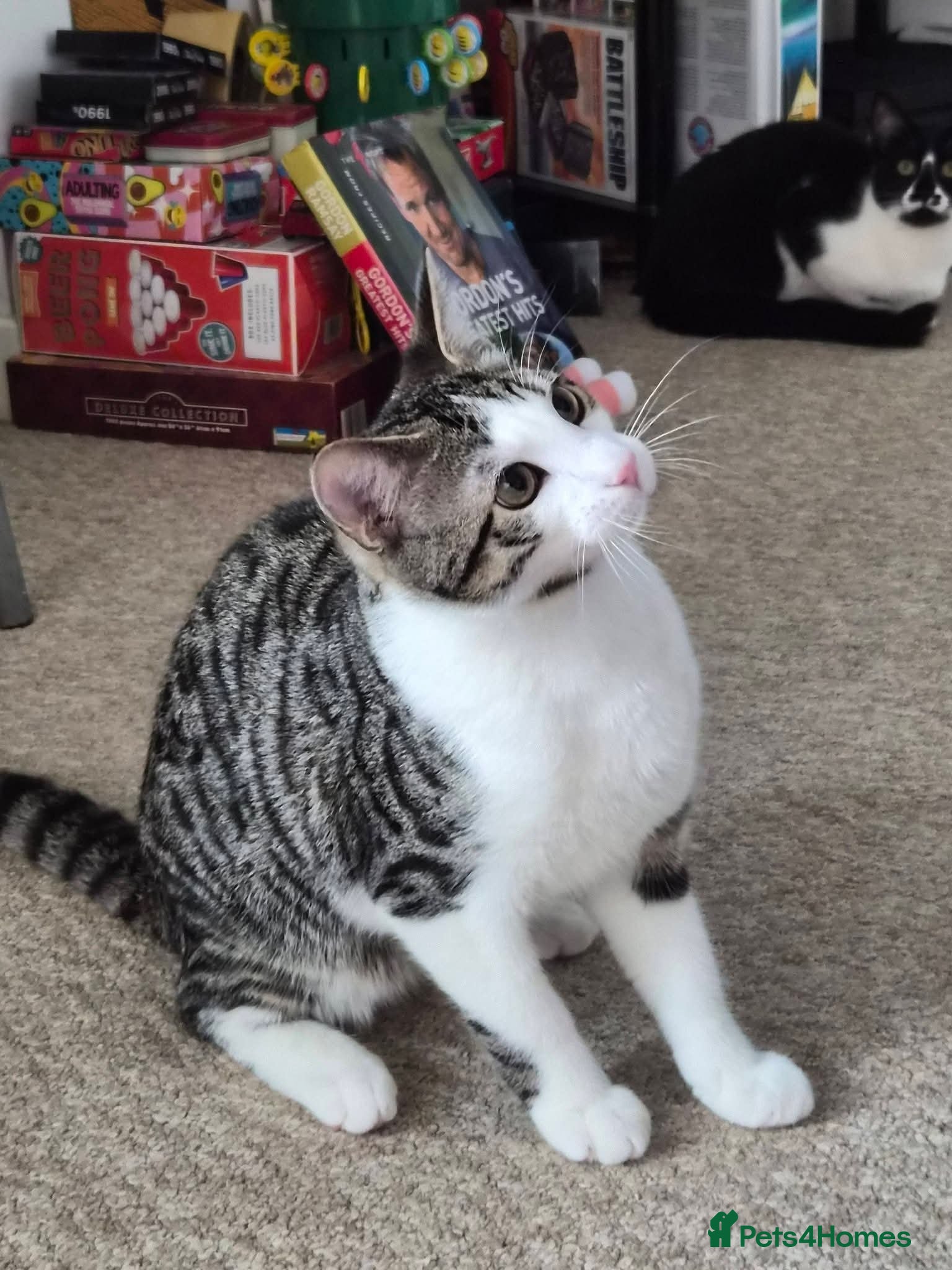 Domestic Shorthair cats 🐾 Sun is looking for his forever loving home 🏡 - Advert 5
