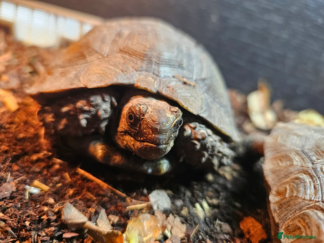 Tortoise reptiles for sale: Burmese Brown Mountain Tortoises in Scunthorpe - Advert 2