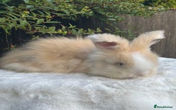 Angora rabbits for sale: Harlequin and blue (grey ) angoras  - Image 20