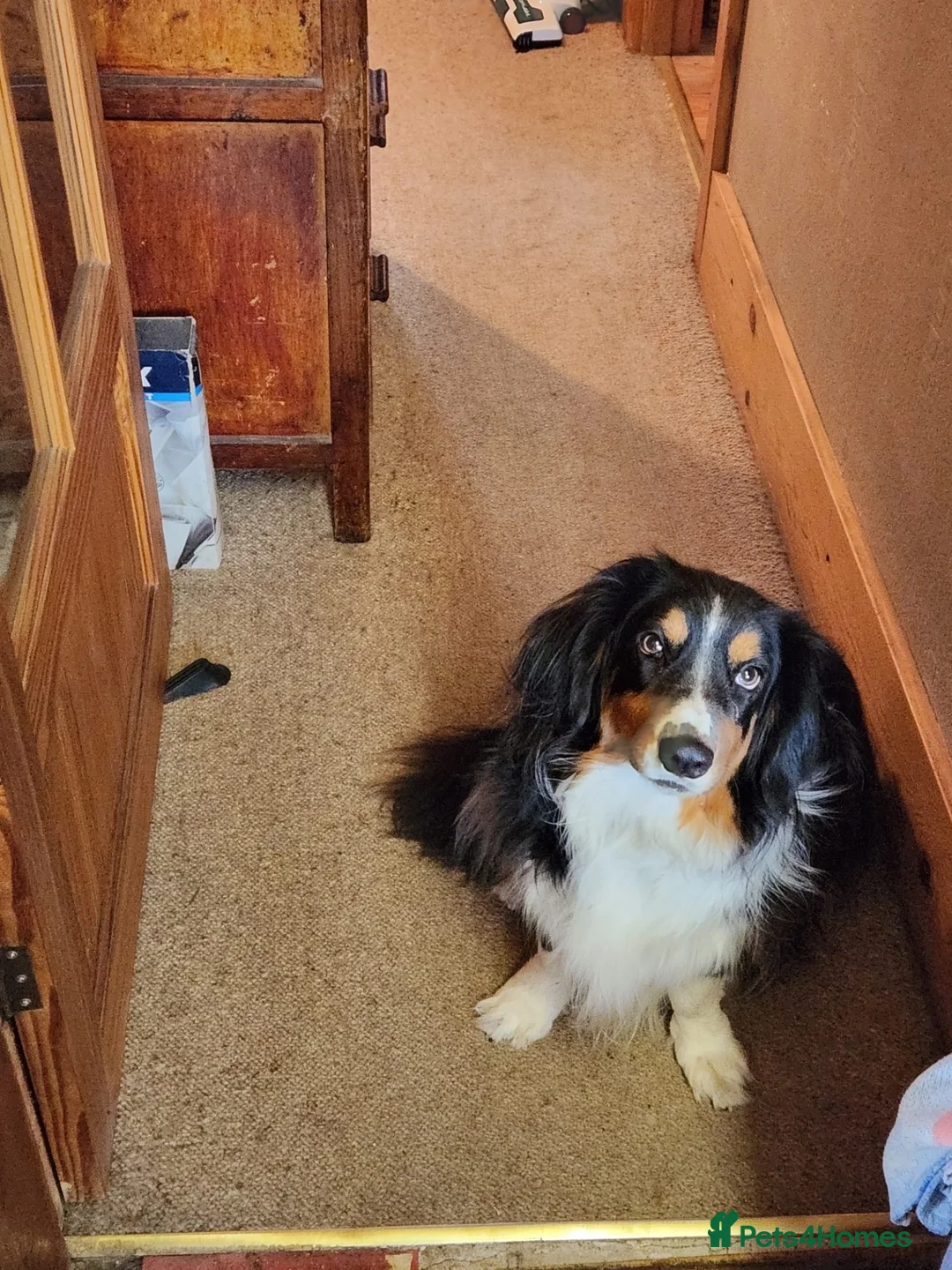 Mixed Breed dogs for adoption: ❤️🐶 PIPSQUEAK (PIP) –ADORABLE LITTLE COLLIE-BASSE in Derby - Advert 2