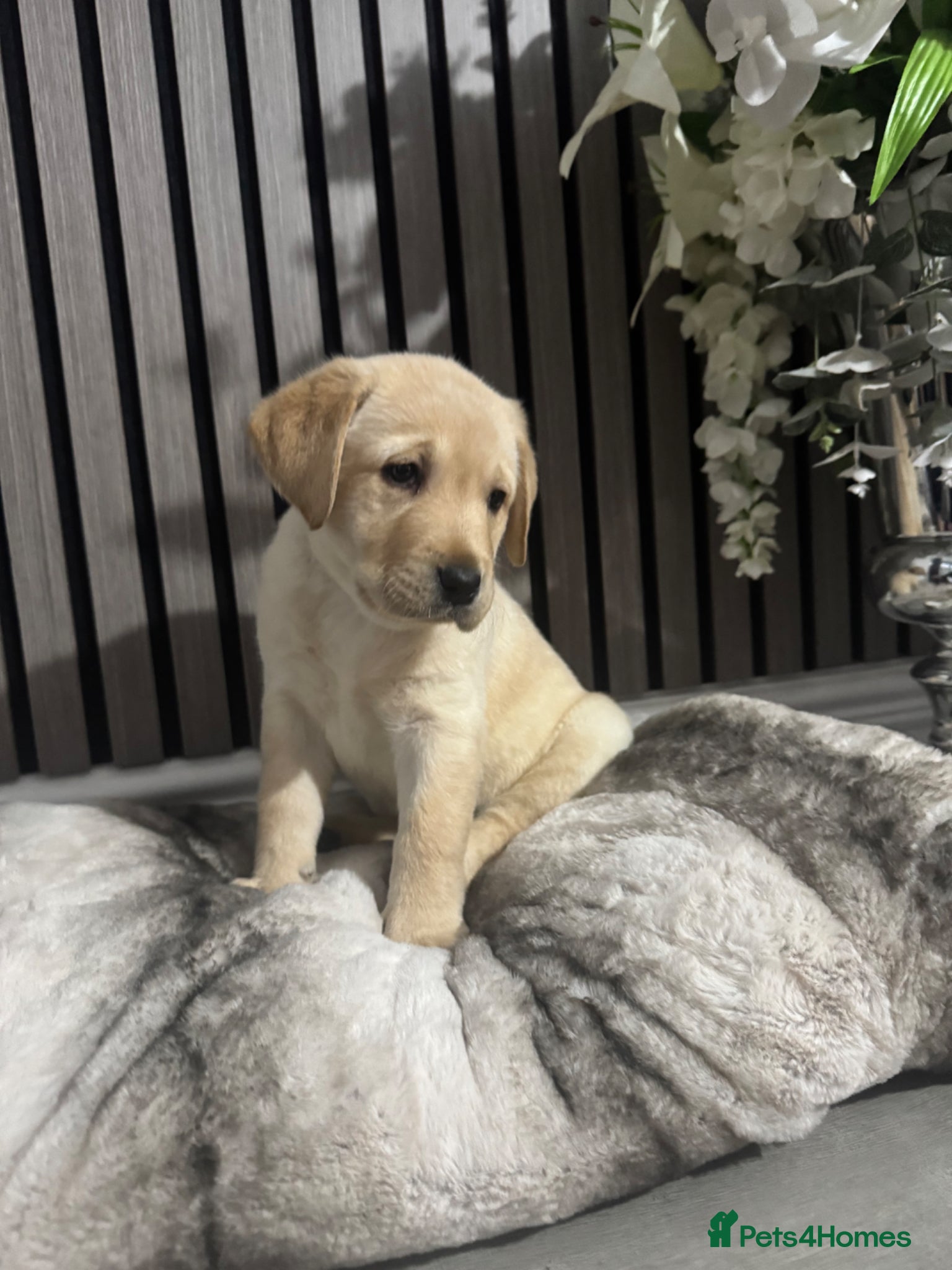 Labrador Retriever dogs  labrador puppies looking for there forever home - Advert 5