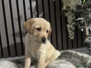 Labrador Retriever dogs labrador puppies looking for there forever home - Advert 5