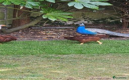 Hens poultry for sale:  FREE chickens 2 Rhode island Reds & 2 Leghorns - Image 2