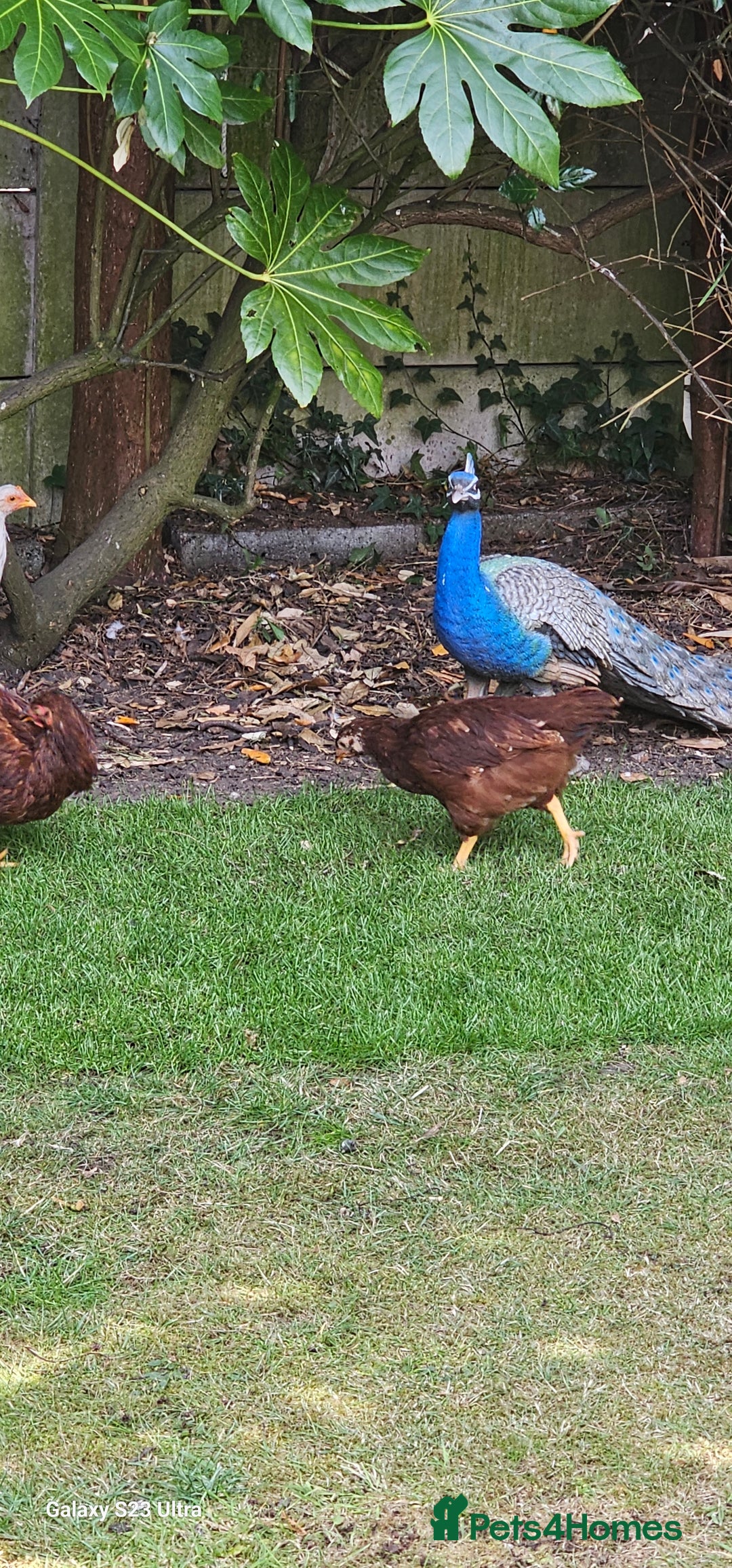 Hens poultry for sale:  FREE chickens 2 Rhode island Reds & 2 Leghorns - Image 2