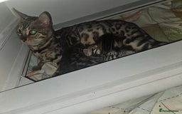 Bengal cats for sale: Pure pedigree bengals avaliable  - Image 23