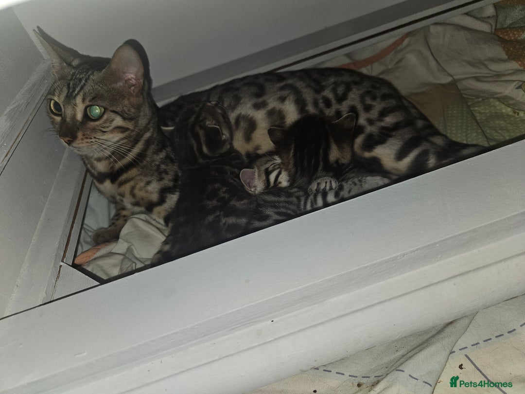 Bengal cats for sale: Pure pedigree bengals avaliable  - Image 23