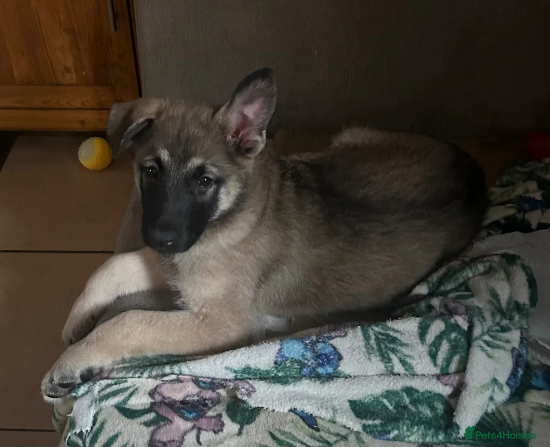 German Shepherd dogs for sale: German Shepherd puppies  - Advert 1