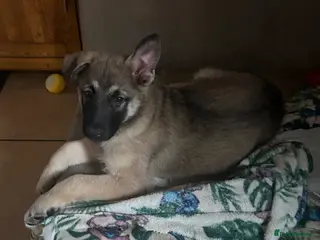 German Shepherd dogs German Shepherd puppies - Advert 6