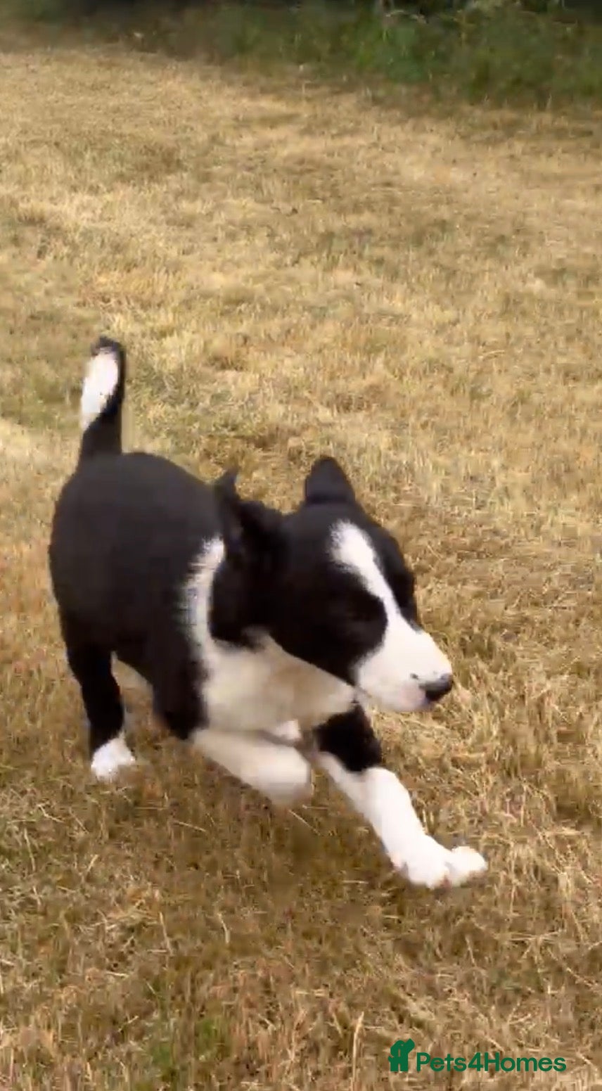 Border Collie dogs 9 Border Collie pups - Advert 12