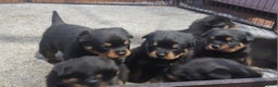 Rottweiler dogs for sale: KC Rottweiler pups (health tested parents) - Advert 7