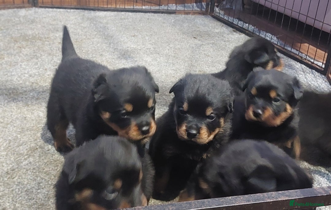 Rottweiler dogs for sale: KC Rottweiler pups (health tested parents) - Advert 7