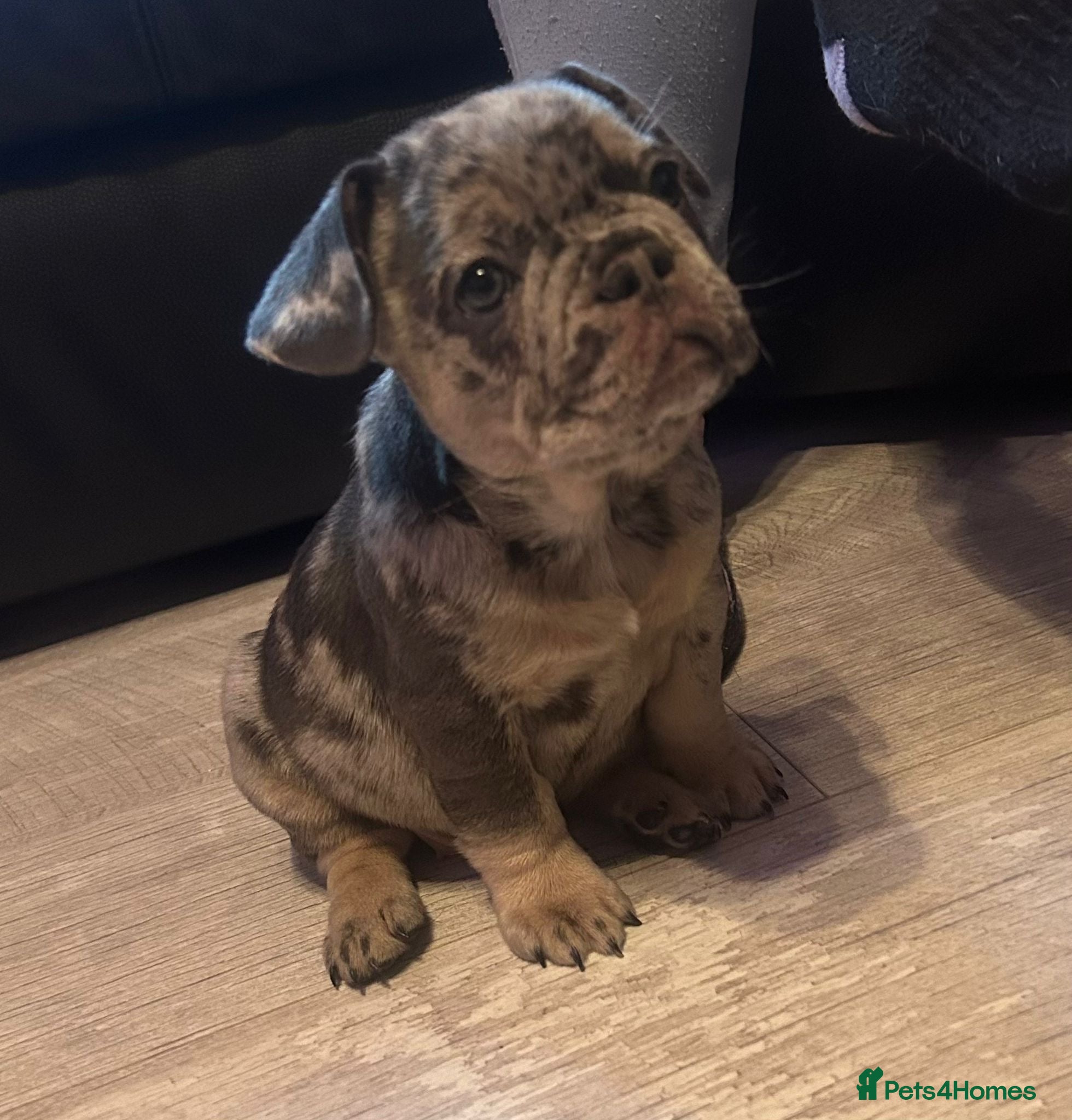 French Bulldog dogs French Bulldog merle girl left - Advert 8
