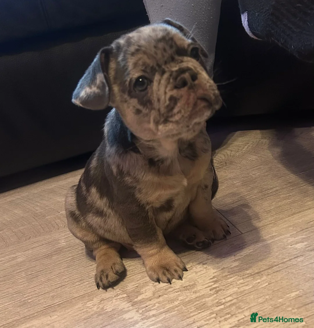 French Bulldog dogs for sale: French Bulldog merle girl left - Advert 1