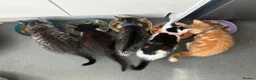 Mixed Breed cats for sale: Gorgeous vaccinated kitten 🐱❤️ - Advert 10