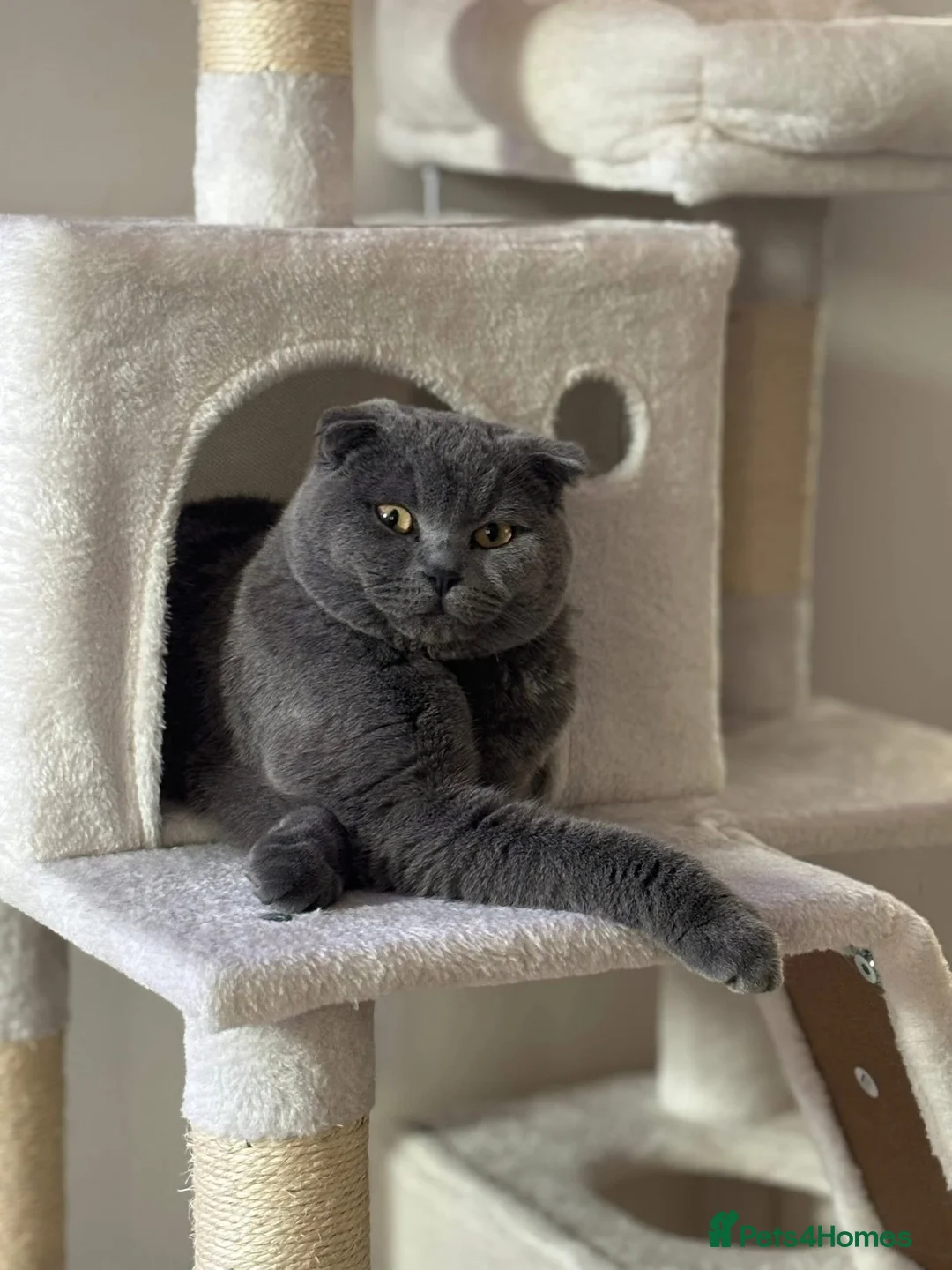 Scottish Fold cats for stud: Scottish fold champion available for stud - Advert 2