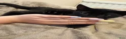 Mixed Breed cats for sale: Blue and Black Bonded Pair Male Kittens - Advert 10