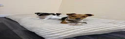 Jack Russell dogs for sale: Minature jack russells in Coventry - Advert 12