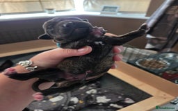 Mixed Breed dogs for sale: Beautiful Collie x K.C Staffy Pups  - Image 18