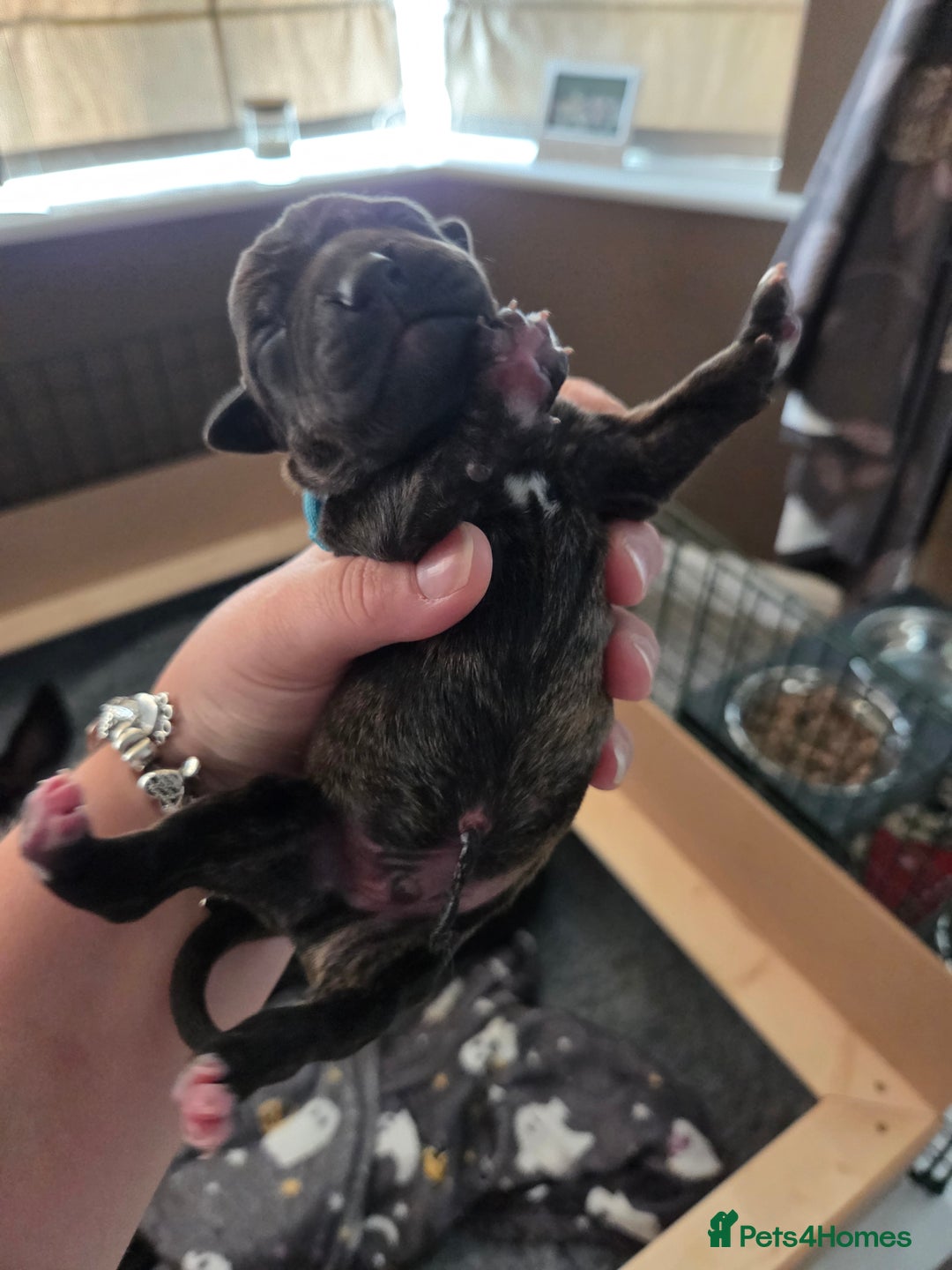 Mixed Breed dogs for sale: Beautiful Collie x K.C Staffy Pups  - Image 18