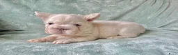 French Bulldog dogs for sale: Fluffy French Bulldog Puppies - Advert 14