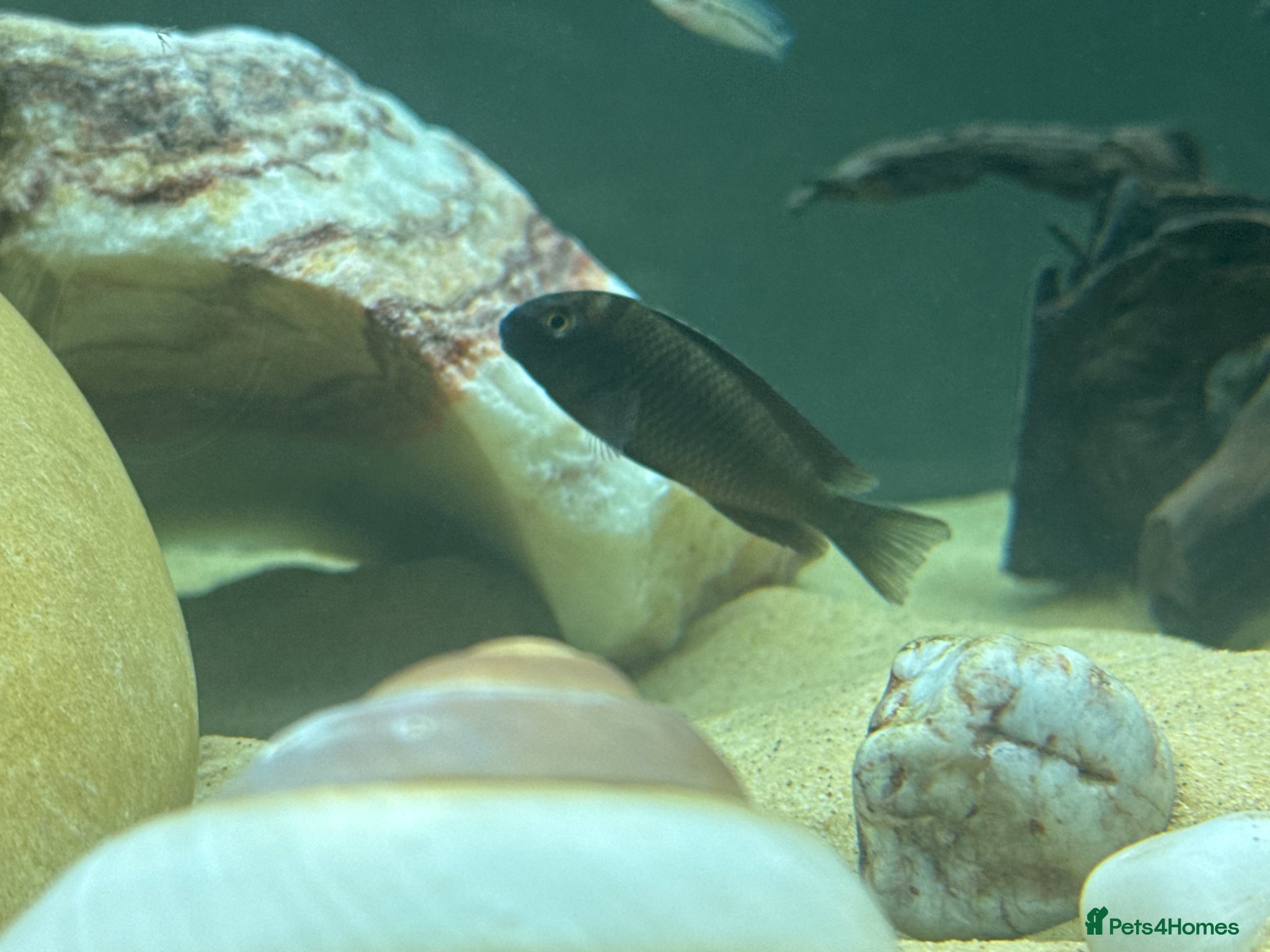 Cichlids fish Firecracker Tropheus - Lake Tanganyikan cichlid  - Advert 13