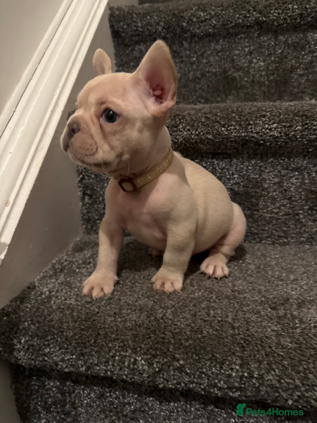French Bulldog dogs for sale: Cream/ platinum French Bulldog puppy , ready now❤️ - Advert 18