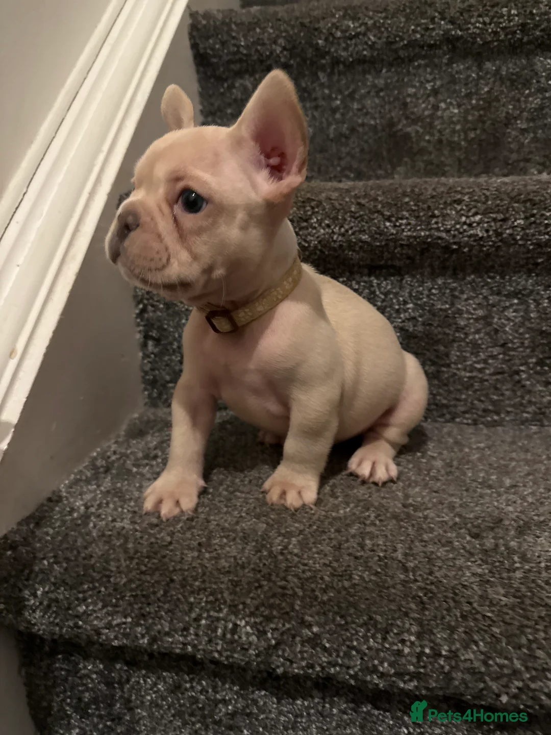 French Bulldog dogs for sale: Cream/ platinum French Bulldog puppy , ready now❤️ - Advert 24