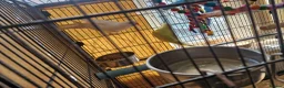 Ringnecks birds for sale: Ringneck parrots in Stoke-on-Trent - Advert 2