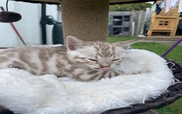 Bengal cats for sale: 3 Pure Bengals left  - Image 9