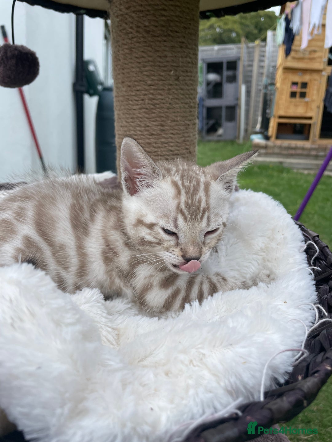 Bengal cats for sale: 3 Pure Bengals left  - Image 9