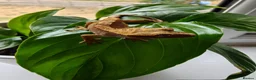 Gecko reptiles for sale: Unsexed Baby Crested Geckos - Advert 4