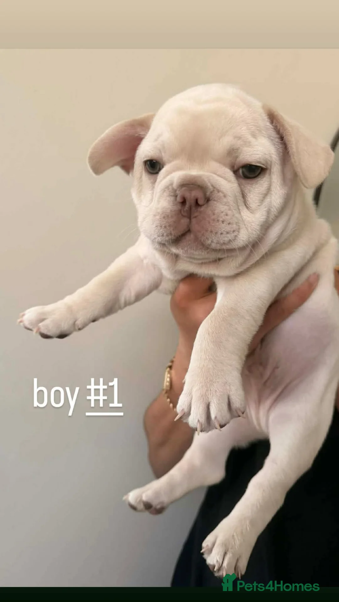 French Bulldog dogs for sale: French bulldog puppies  - Advert 2