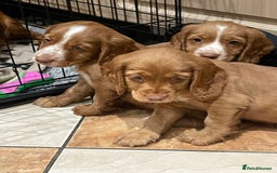 Cocker Spaniel dogs for sale: Cocker spaniel puppies  - Image 4