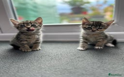 Domestic Shorthair cats for sale: Lovely kittens - Image 1